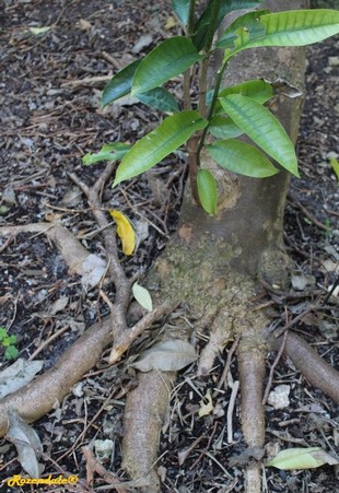 Stem Photo